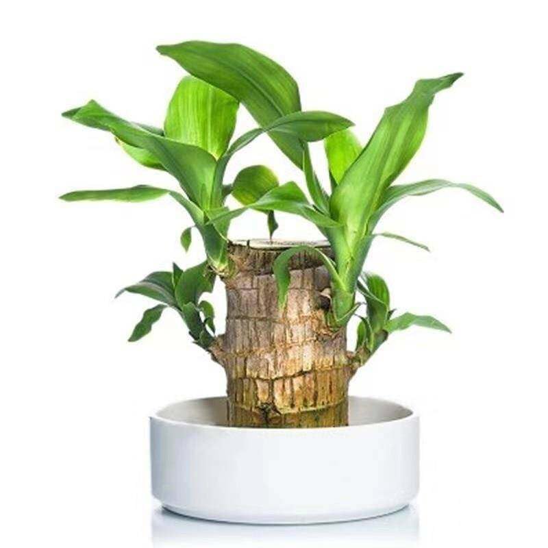 Lucky Brazil Wood Potted Plant