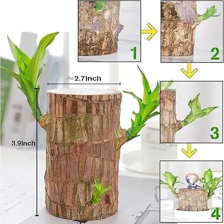 Lucky Brazil Wood Potted Plant