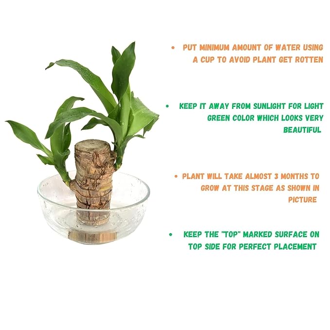 Lucky Brazil Wood Potted Plant