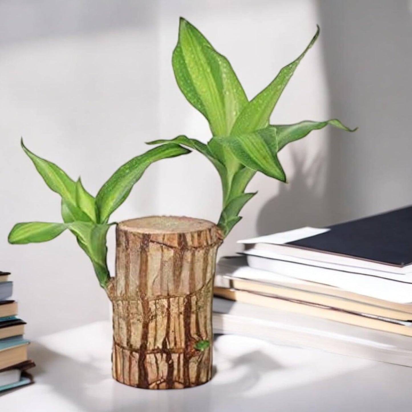 Lucky Brazil Wood Potted Plant