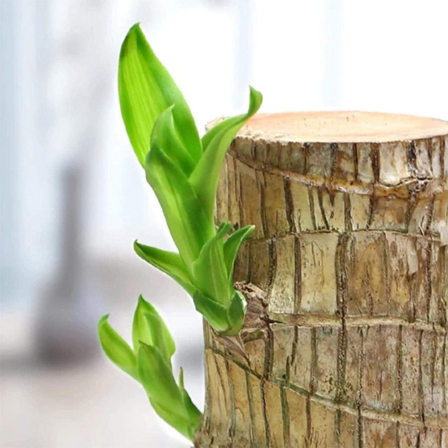 Lucky Brazil Wood Potted Plant