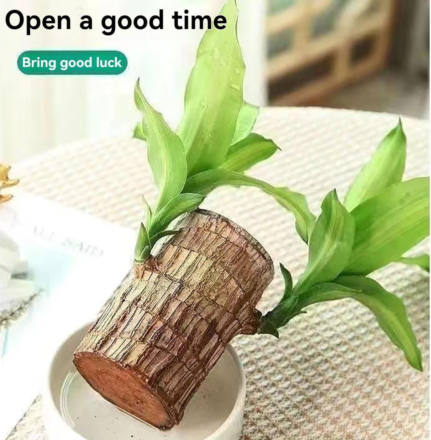 Lucky Brazil Wood Potted Plant